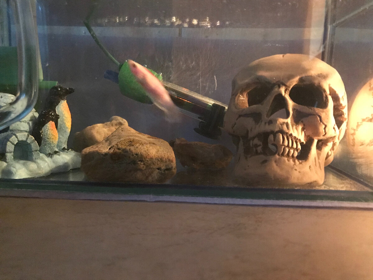 Моя рыбка курочка