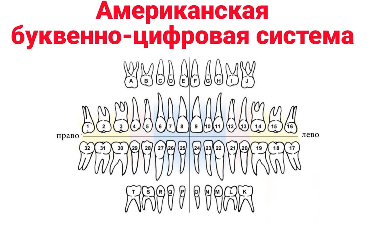 Зубы человека схема нумерация