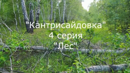 Что интересного можно увидеть в лесу. 