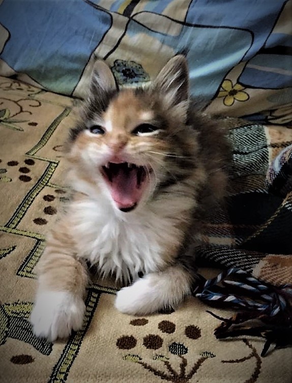 Фото из моей коллекции. Автор Любовь Семичева. Ура, дождалась продолжения!!!