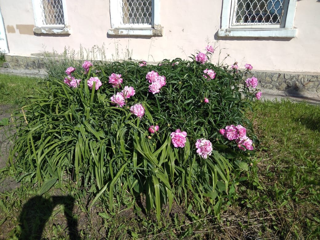 Городская клумба у дома с нуля. Поднимаем целину. | Ёжкин сад | Дзен