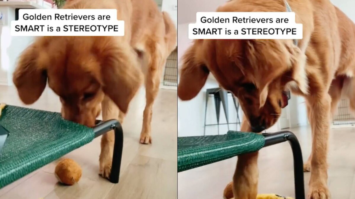 © TikTok / gamjamypotato