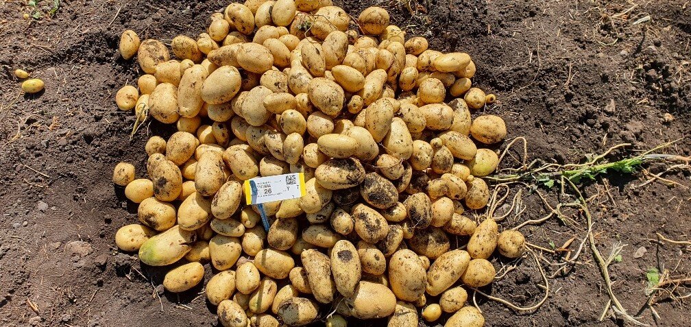 Сорт картофеля Сильвана. Селекция HZPC.