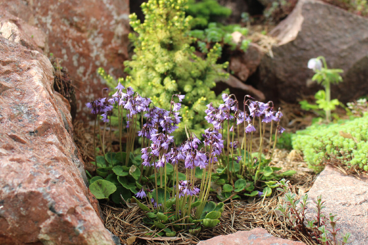 Сольданелла горная (Soldanella montana) в моем саду 
