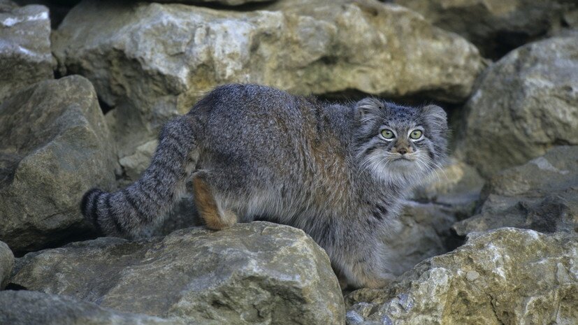 Картинка,Кот манул.