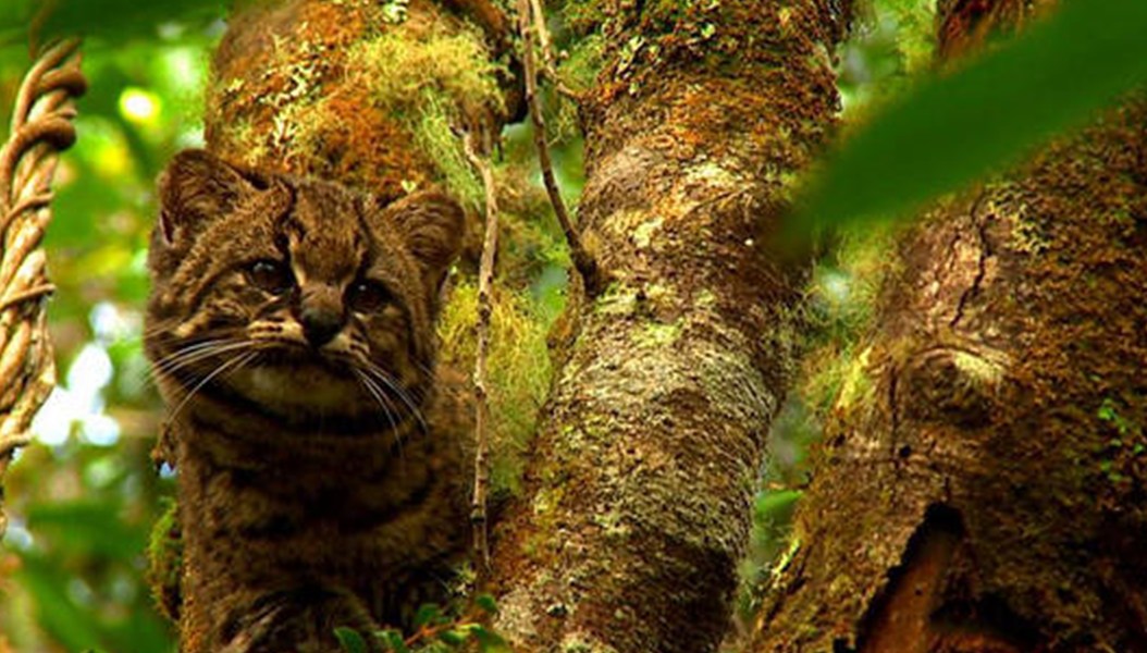 Кодкод. Чилийская кошка кодкод. Чилийская кошка (leopardus guigna. Кошки это чудо природы. Гинья кошка.