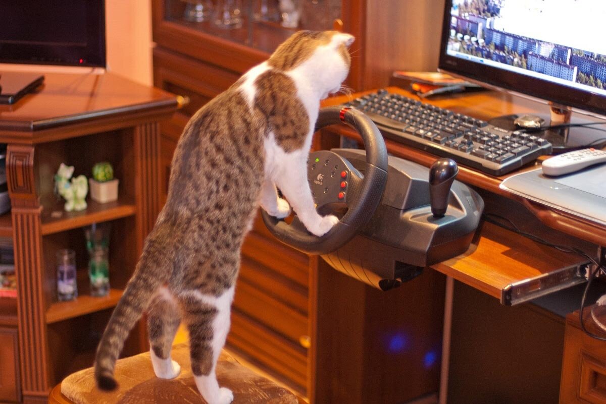 Cat gaming. Кот геймер. Котик Игроман. Компьютерная кошка. Кот играет в компьютер.