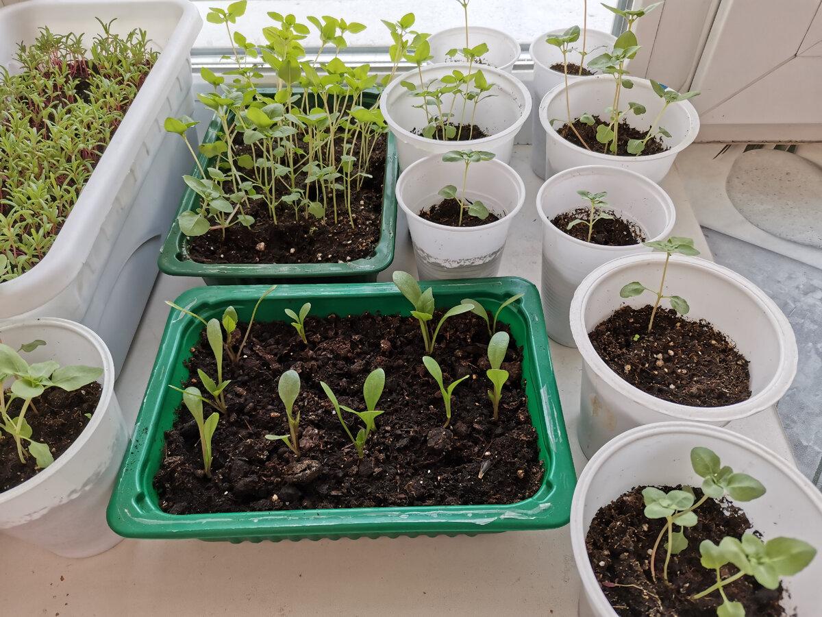 Вот эти в зелёной плошке саженцы однолетних георгинов из Светофора