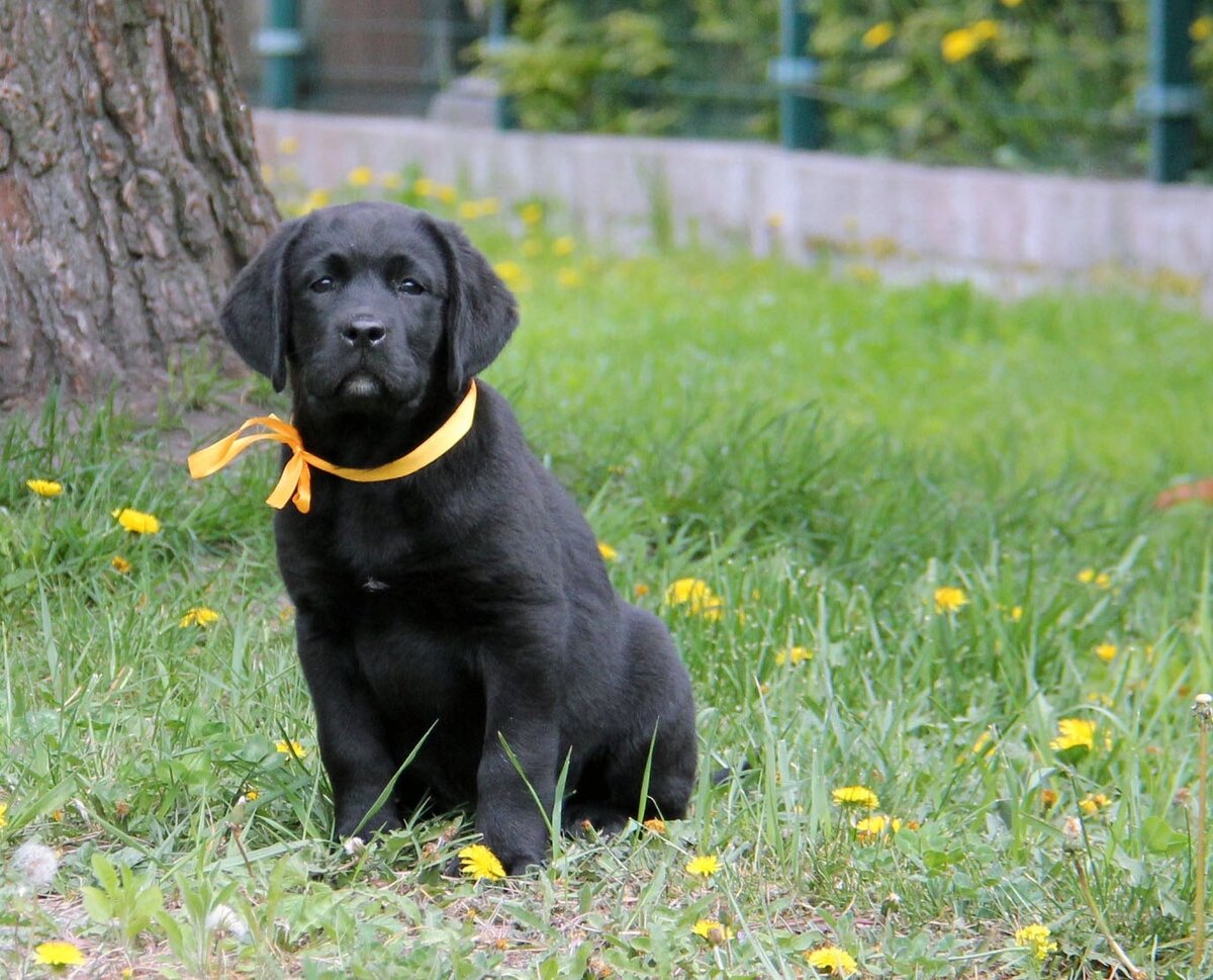 ArhBeauty Dolce Vita 2,5 мес