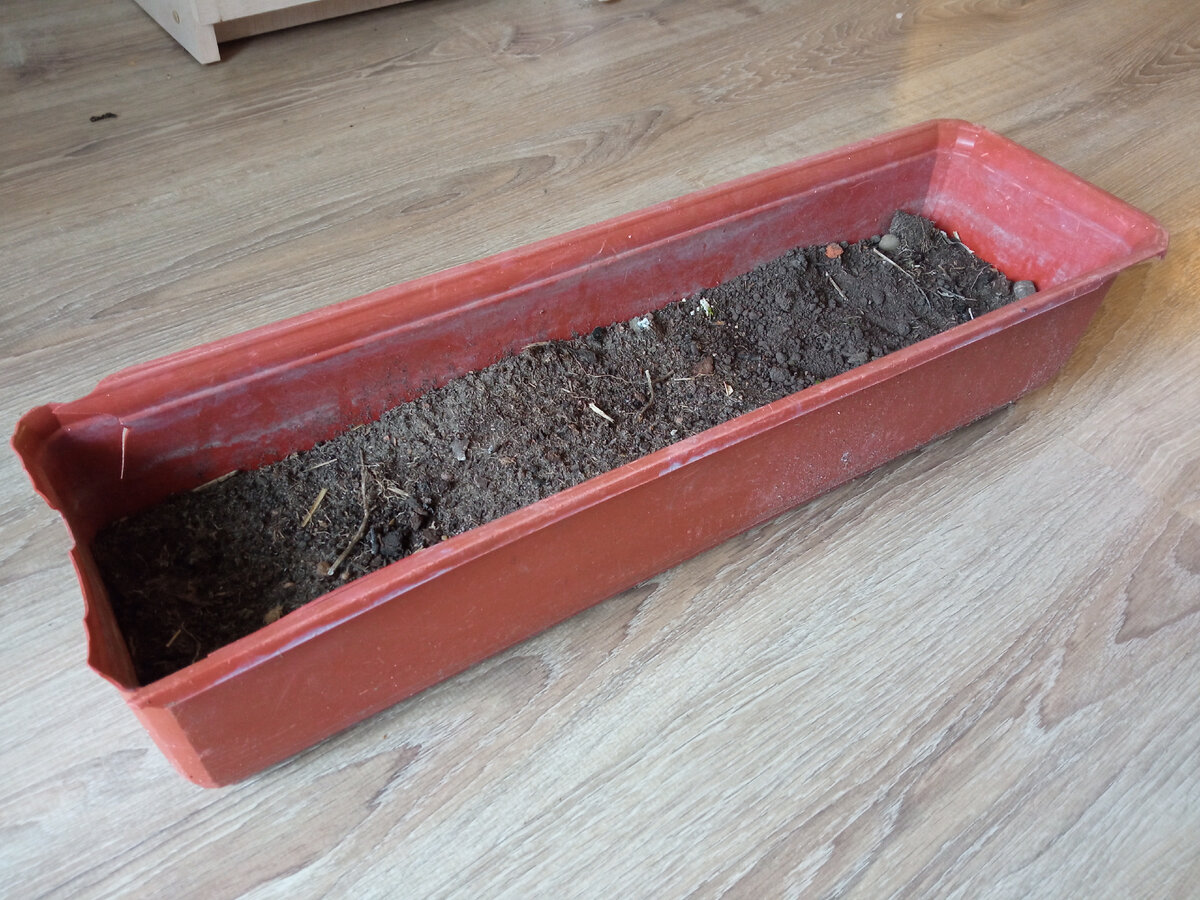 Прошлогодний "горшок" с отработанно почвой