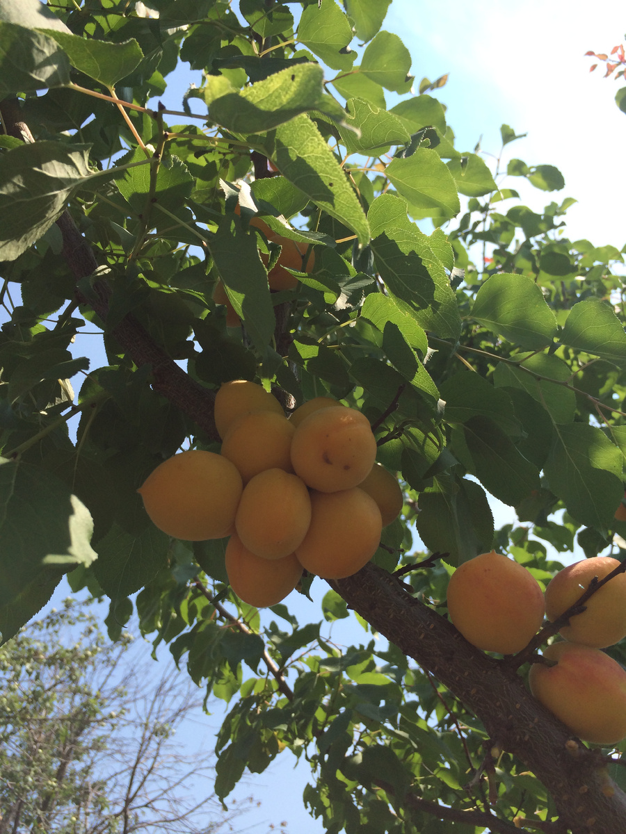 Поесть абрикосов с дерева