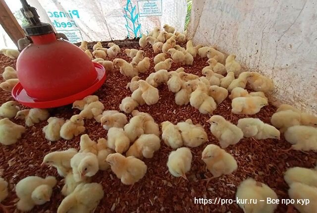 Основные причины смерти цыплят из-за неправильного кормления