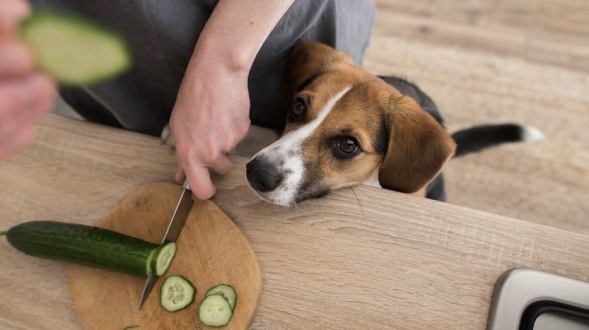Могут ли собаки есть огурцы? Возможно когда вы готовили салат, ваша собака одолжила у вас огурец со стола, пока вы были заняты кулинарной деятельностью.