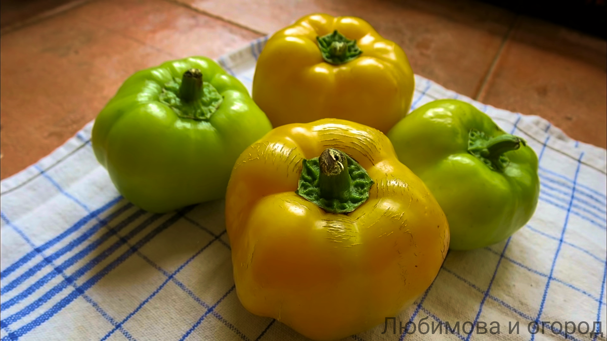 Мои перчики в прошлом году