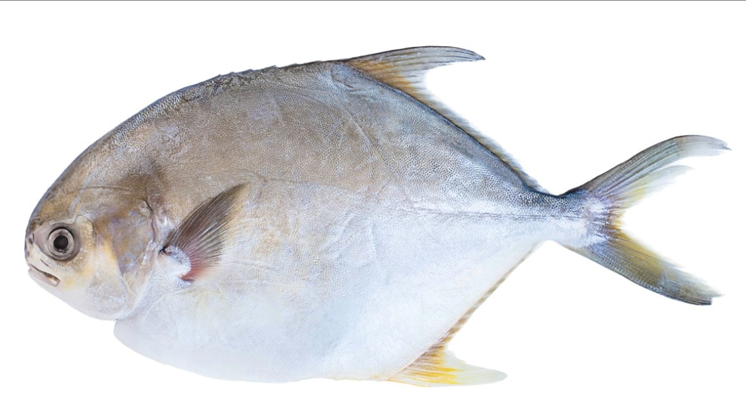 Собственной персоной