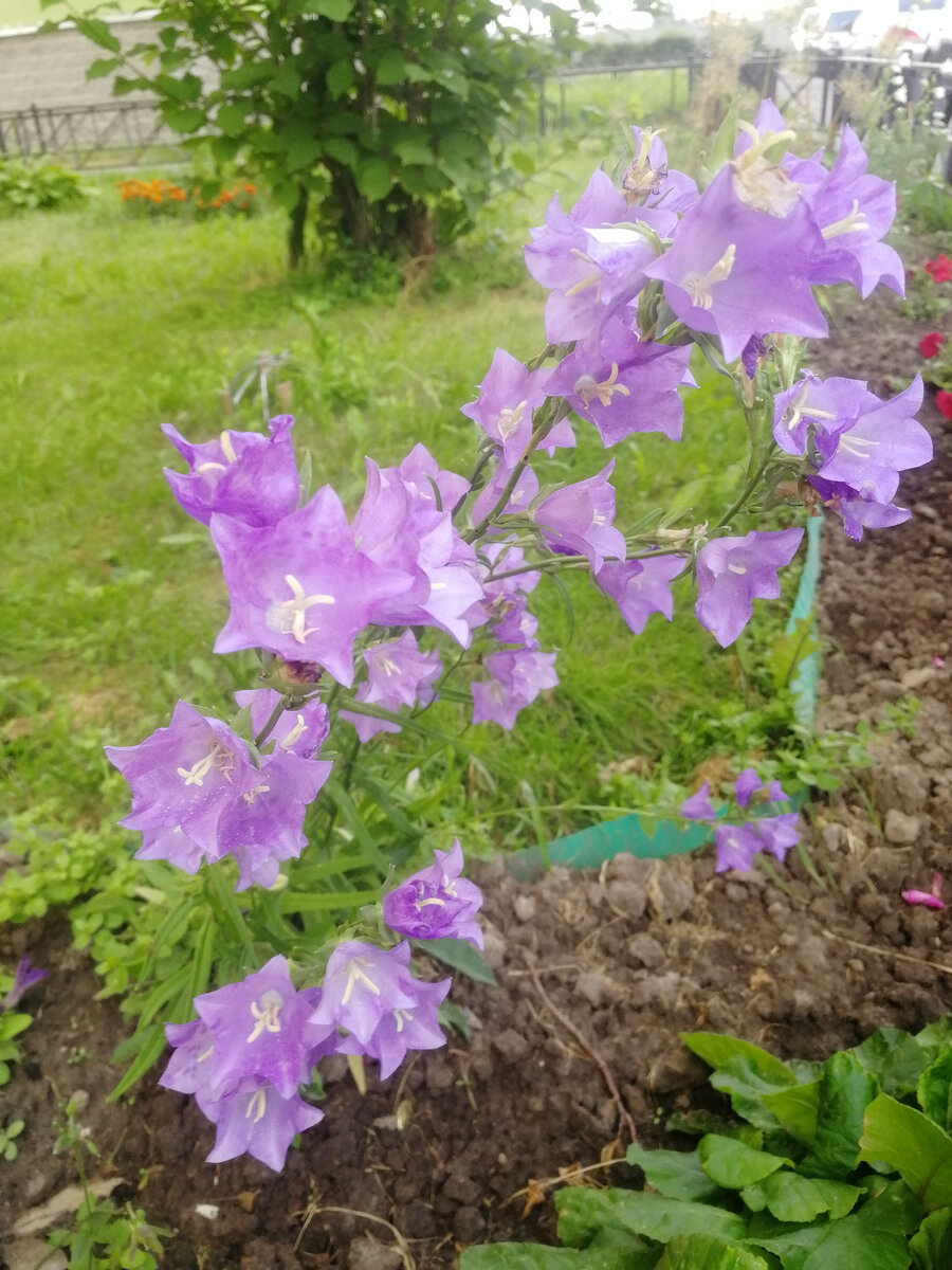 Фото с утренней прогулки с собакой 