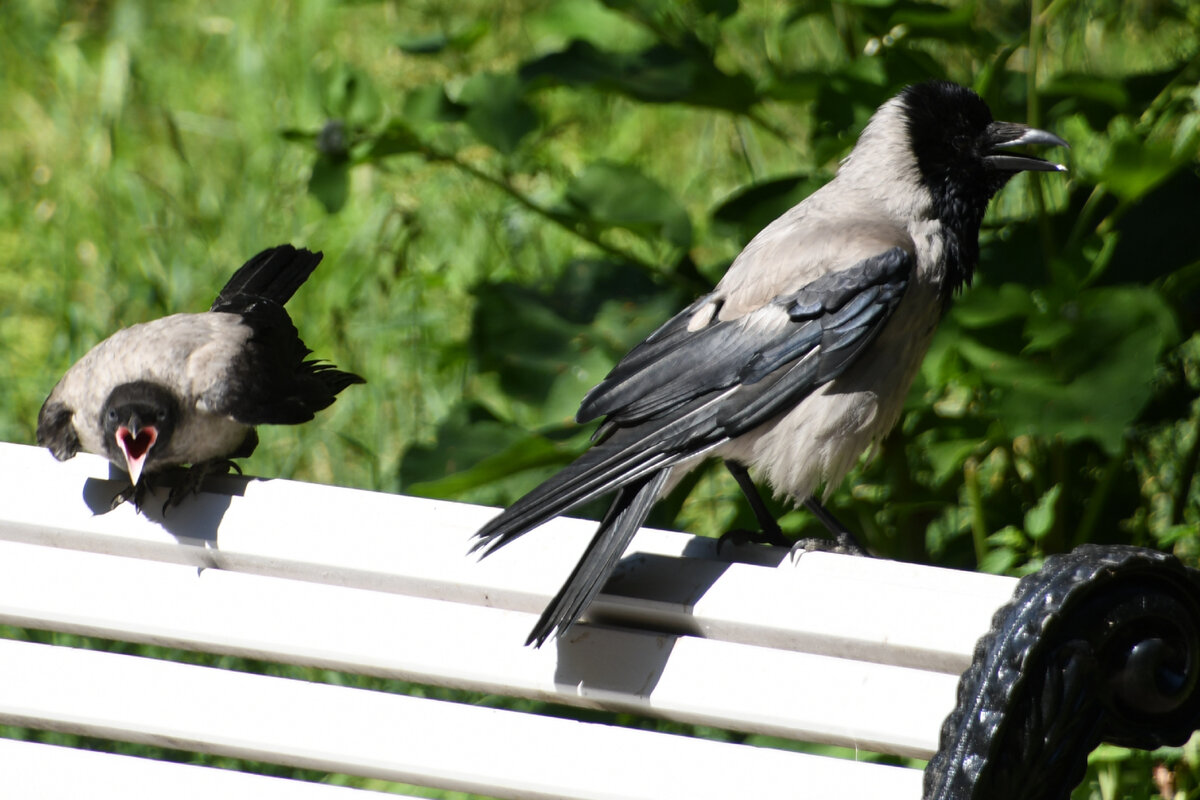 Слёток слева. Мамаша справа