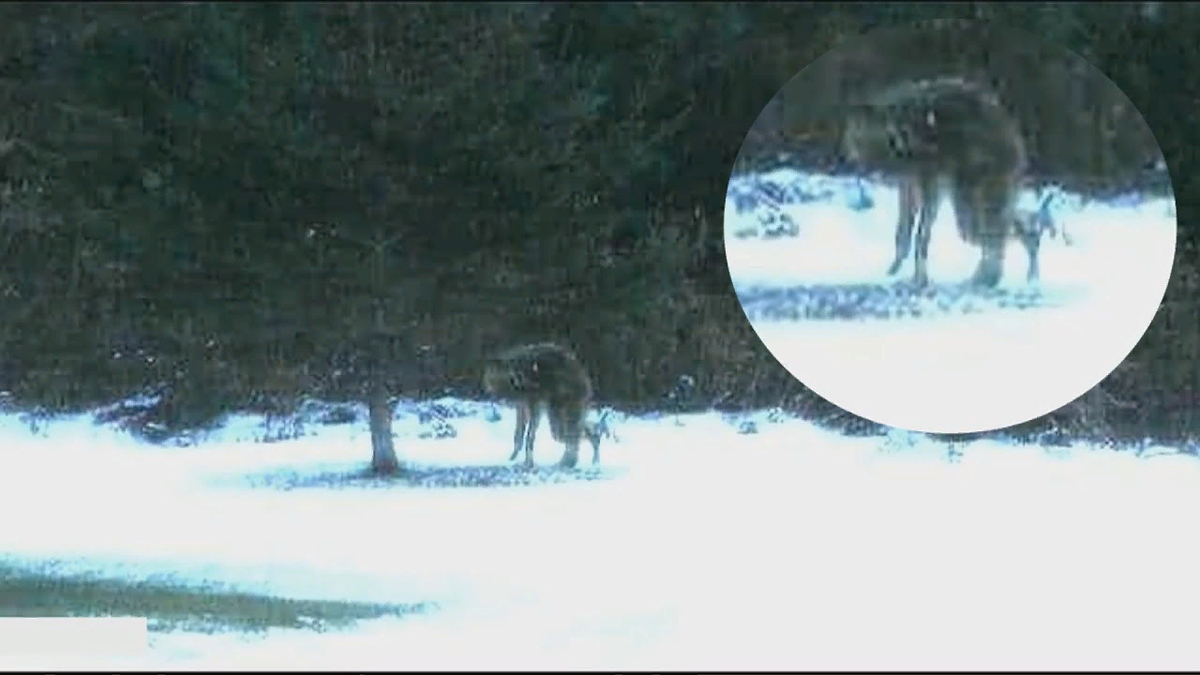 Нечто заснятое на камеру.