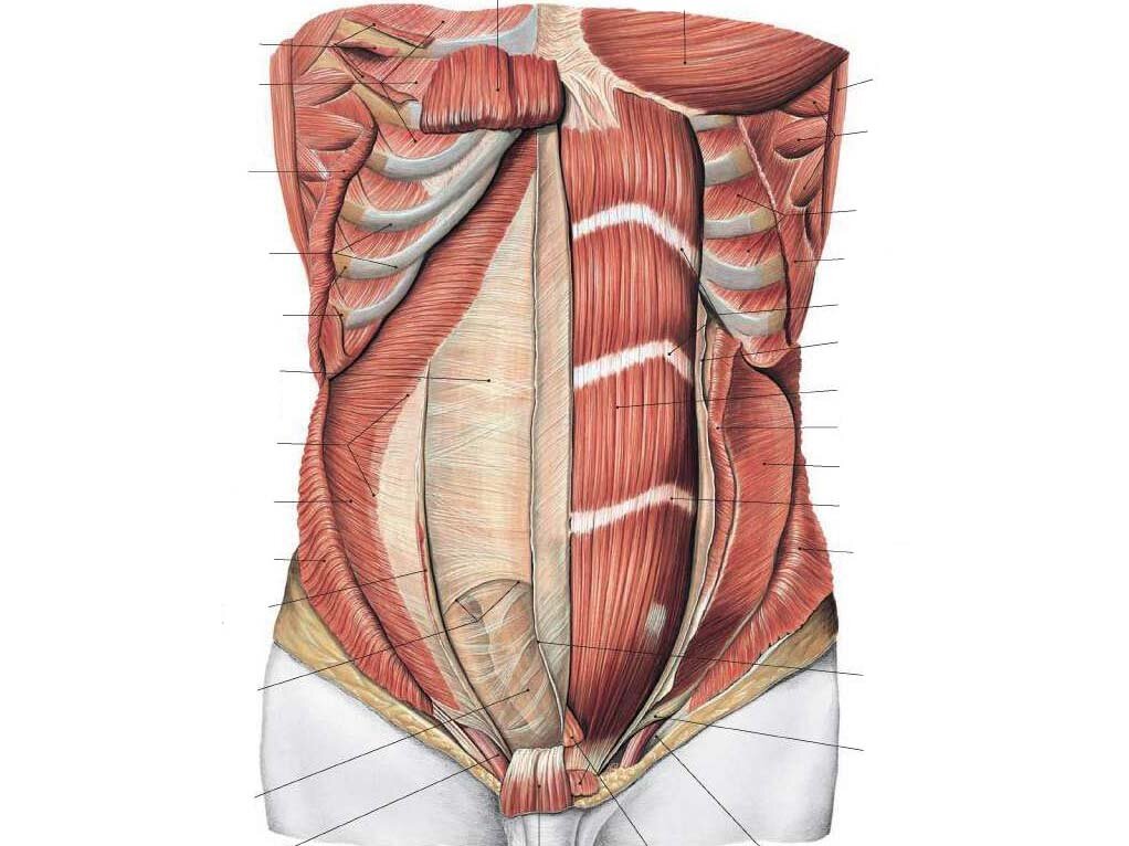 Мышцы живота