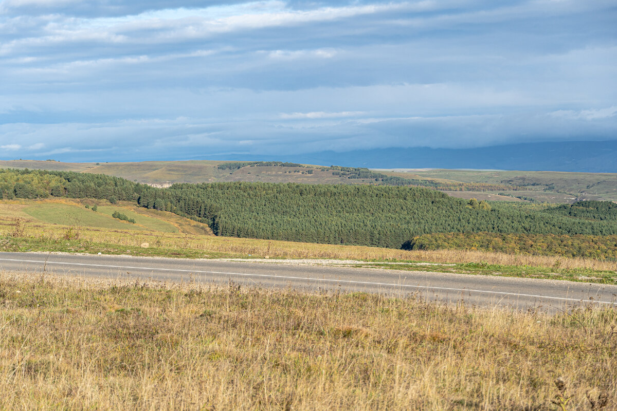 2. Сосновая роща к западу от дороги.