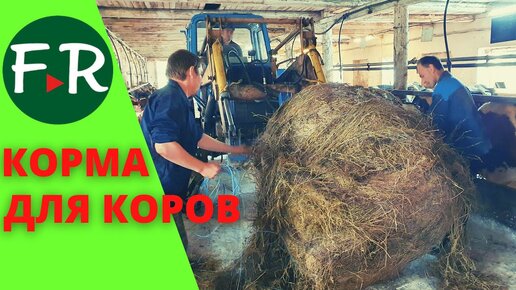 Чем кормят молочных коров в КФХ Овсянникова?