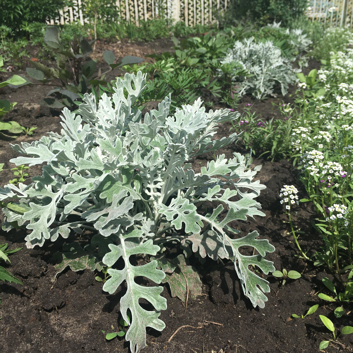 цинерария приморская