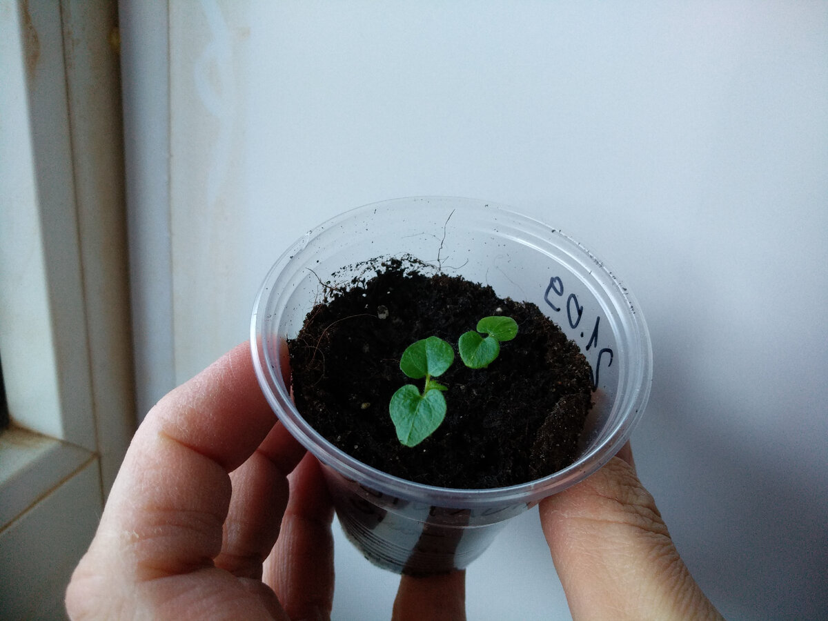 3 октября.Был посажен 21 сентября