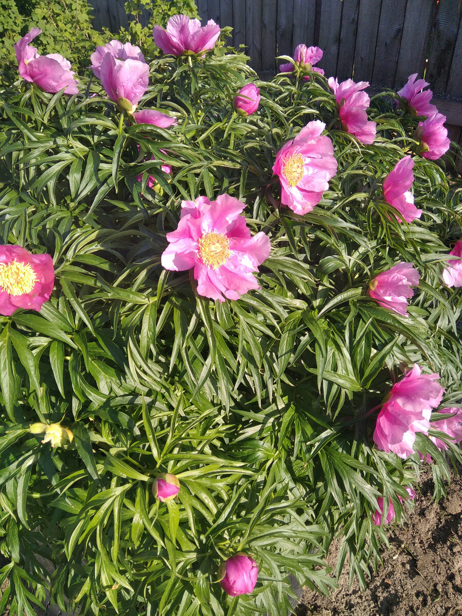 Марьин корень 