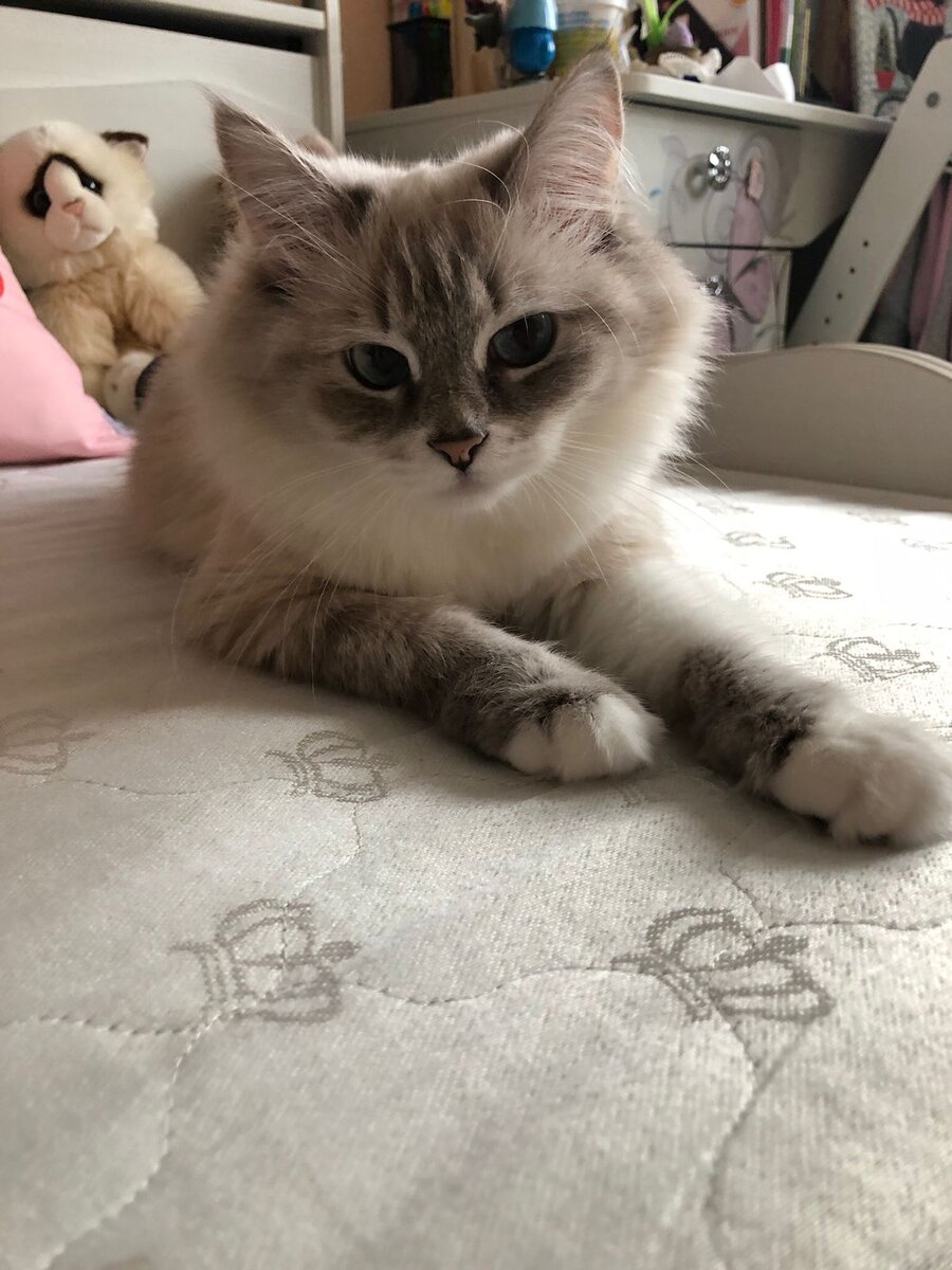 Невская маскарадная кошка