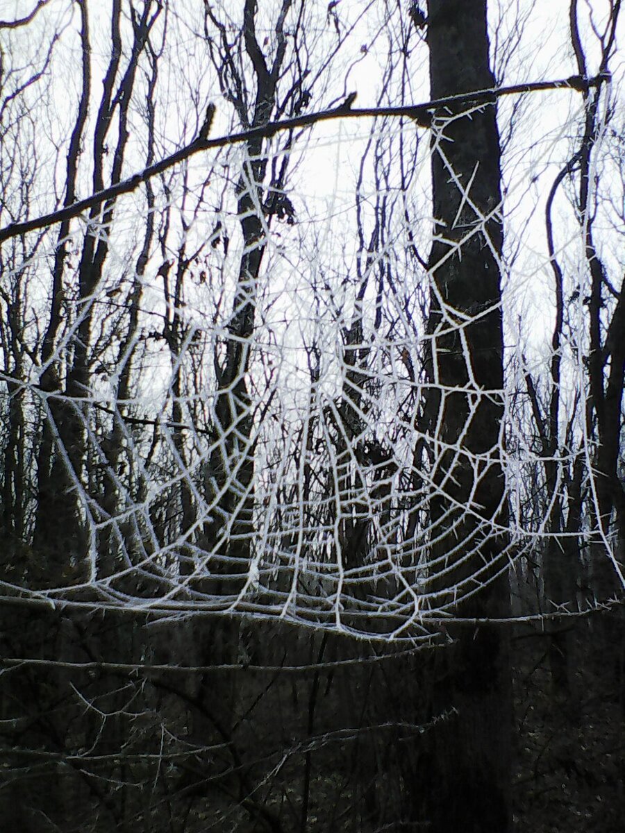 Фото Люсьены Бондаревой