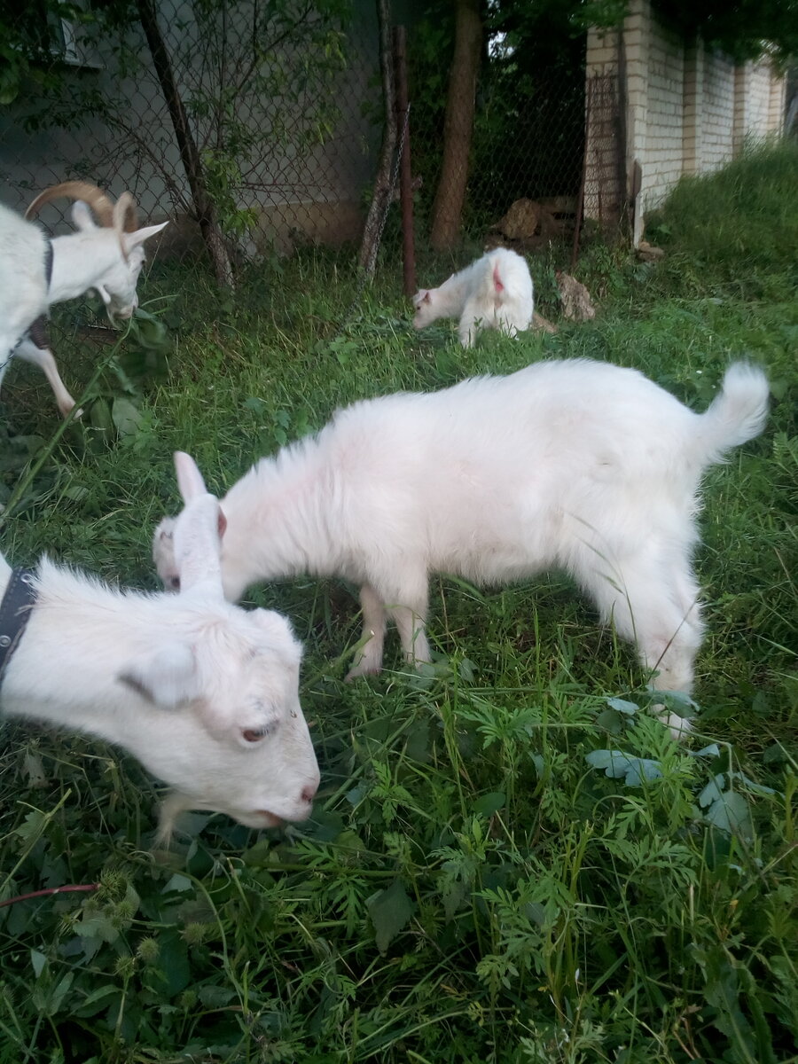 Наши кормилицы.