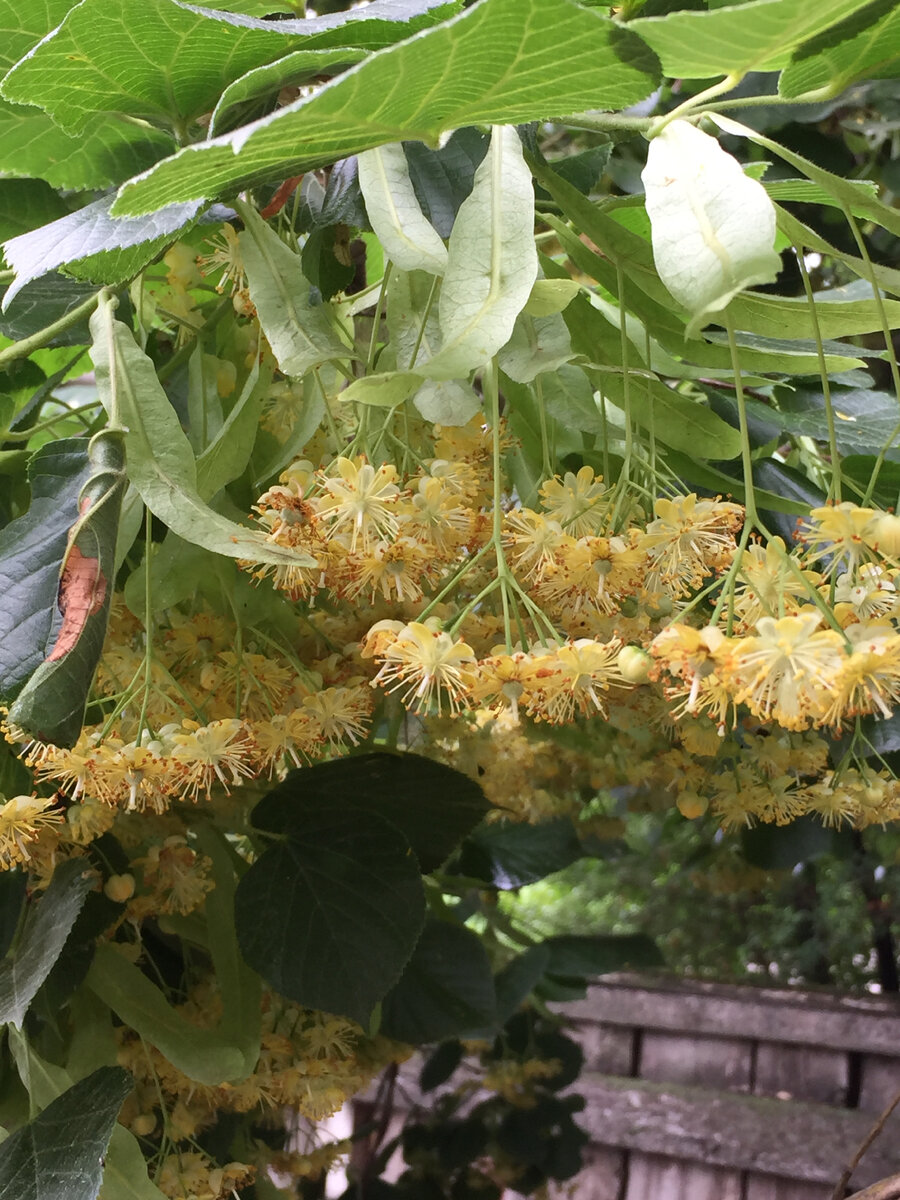 Фото соседской липы