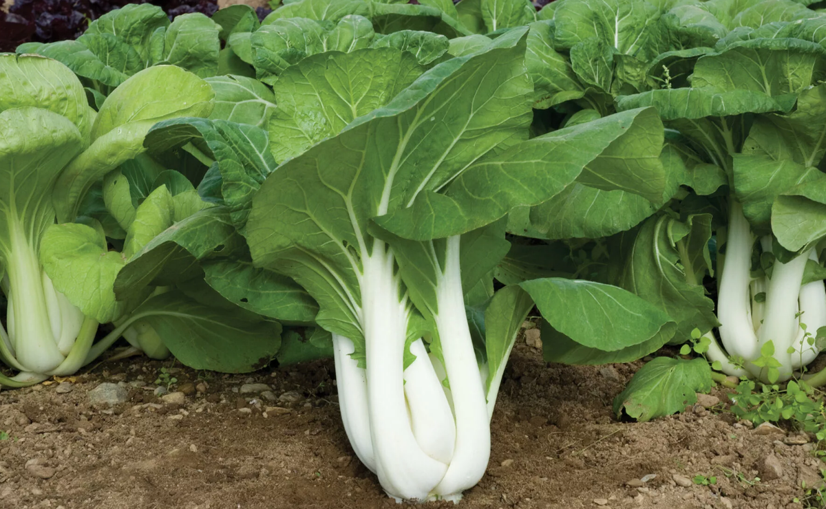 100Pcs Chinese Delicious Cabbage Seeds Nutritious Green Vegetable Seeds Brassica
