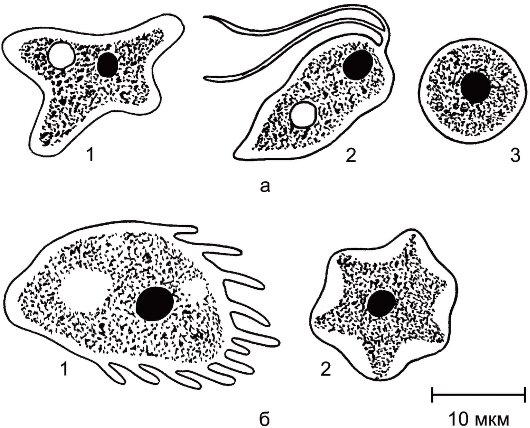 Представители типа Sarcomastigophora 
