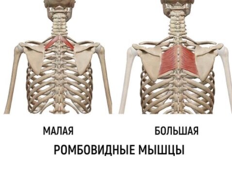 Триггерные точки ромбовидной мышцы