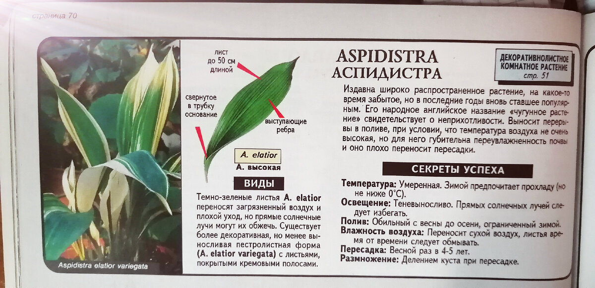 Аспидистра высокая