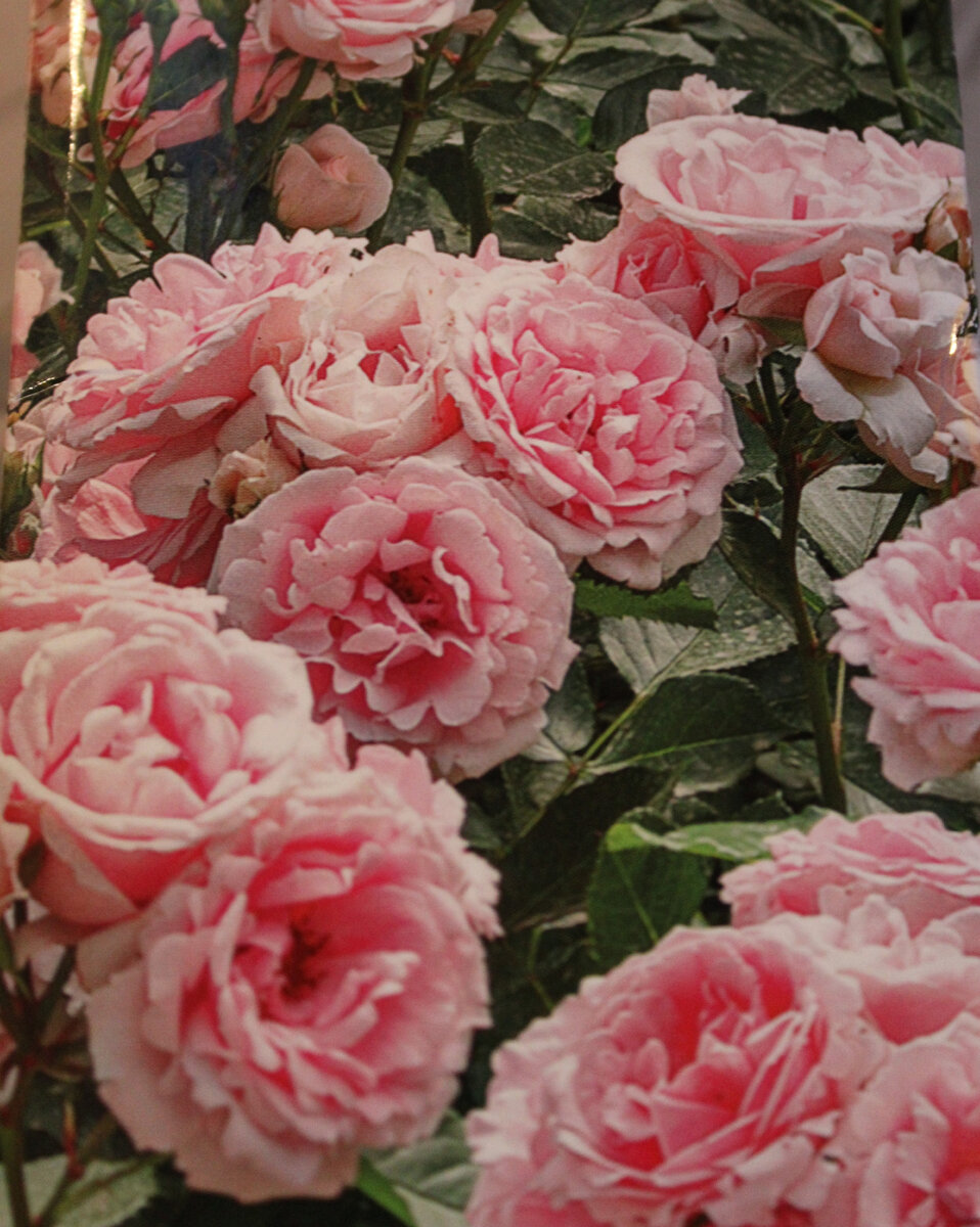 Фото упаковки розы