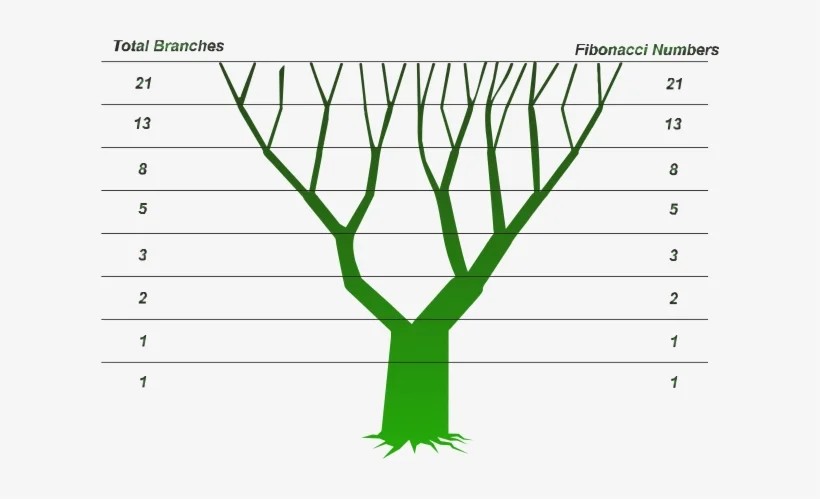 Ветвях какое число. Числа Фибоначчи дерево. Числа Фибоначчи в природе. Число Фибоначчи в природе золотое. Последовательность Фибоначчи дерево.