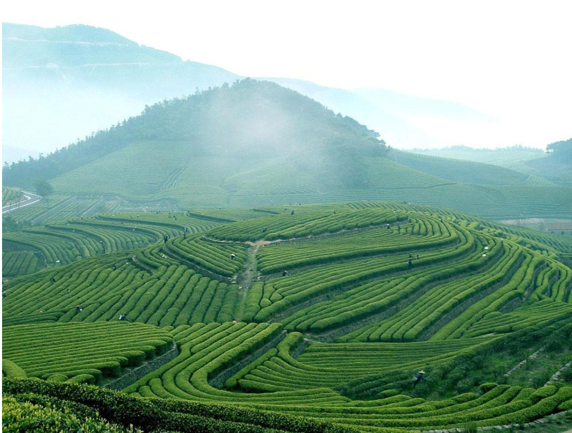 Чайные плантации