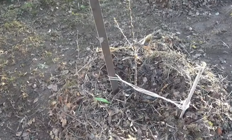 Посадка облепихи