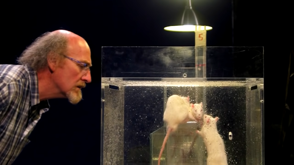 Эксперимент с крысами в идеальных. Дидье Дезор эксперимент. Розенталя эксперименты крысами.