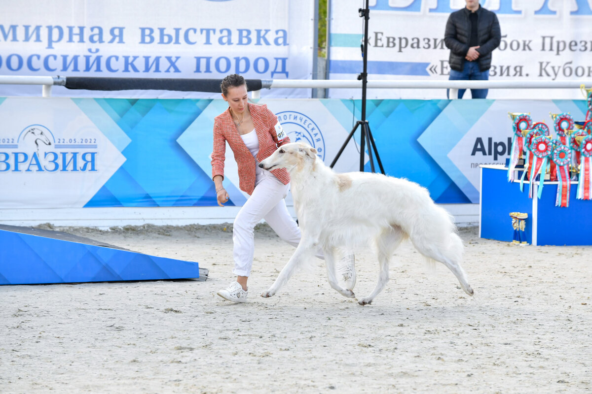 максима парк выставка собак