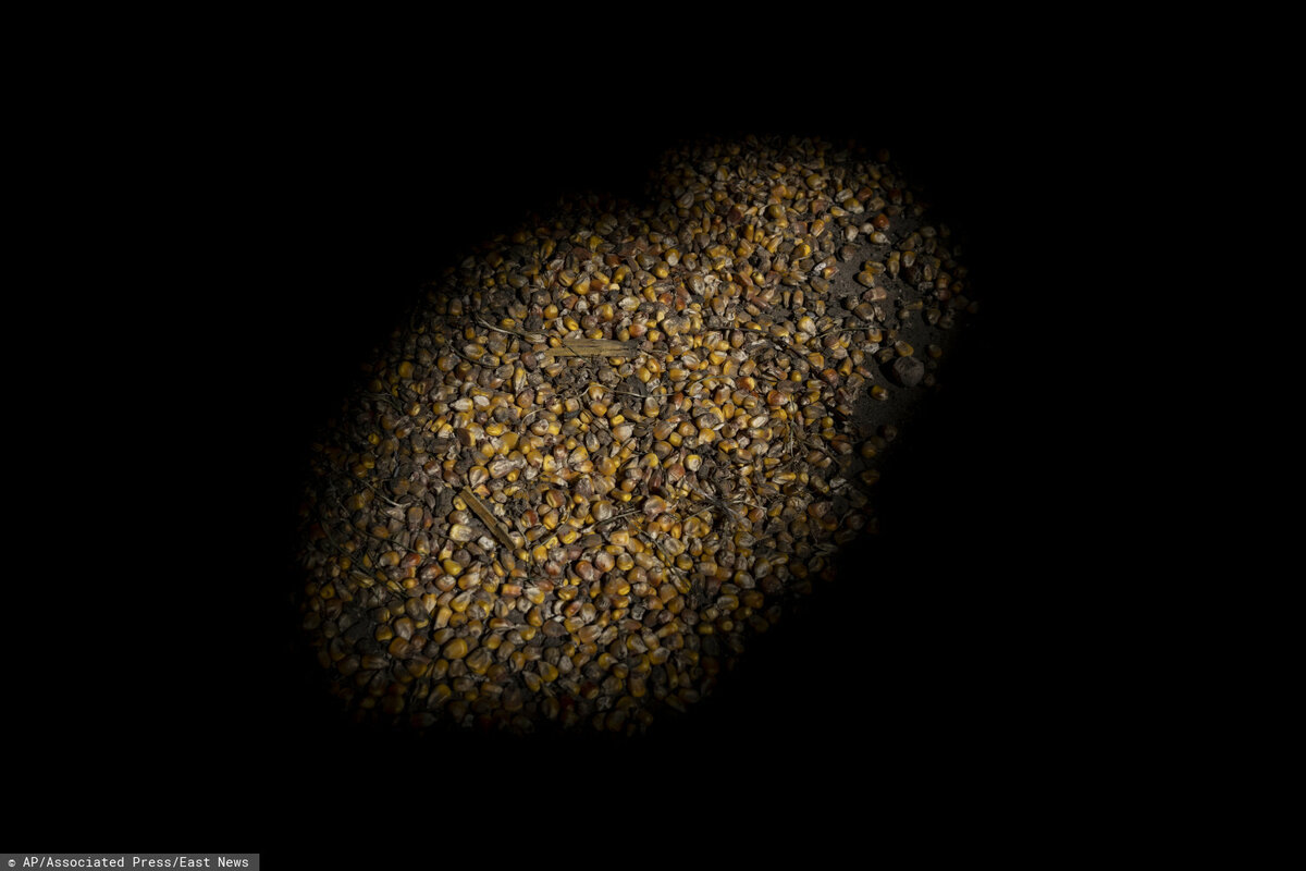 Кукуруза, разбросанная по складу, поврежденному в результате российской атаки. Черкасская Лозовая, пригород Харькова. 28 мая 2022 года. Фото: Bernat Armangue / AP / East News