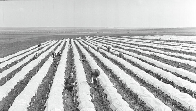  Здесь проходили конкурс «Мисс Борозда», завязывались студенческие романы, ели макароны с тушёнкой и носили модные телогрейки. О чём сейчас вспоминают те, кто в юности ездил на сельхозработы?-3