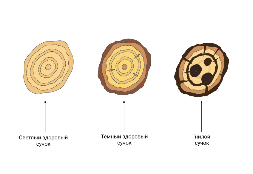 Как отличить здоровый сучок от гнилого