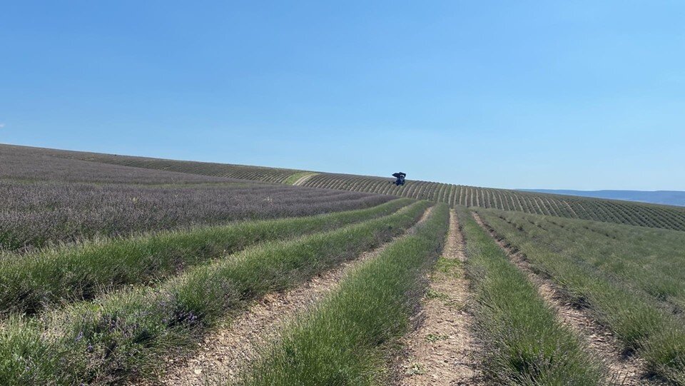     К середине июля цветочные плантации уже не выглядят так, как на картинках в интернете Александра Тимощенко