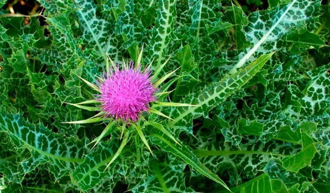 Расторопша пятнистая