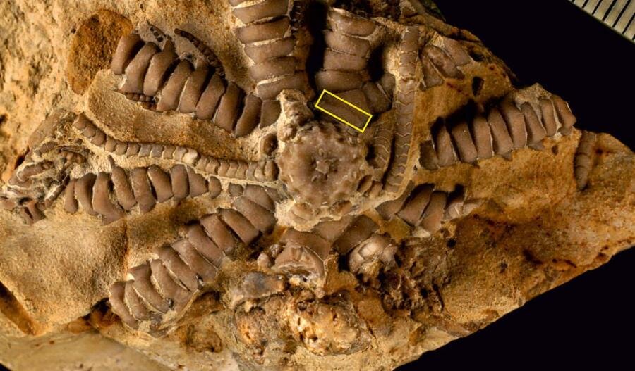Ausichicrinites zelenskyyi (Аусихикриниты Зеленского).Вот так он и выглядел каких-то 150 млн лет назад... Яндекс. Картинки.