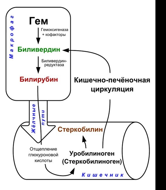 Обмен желчных пигментов