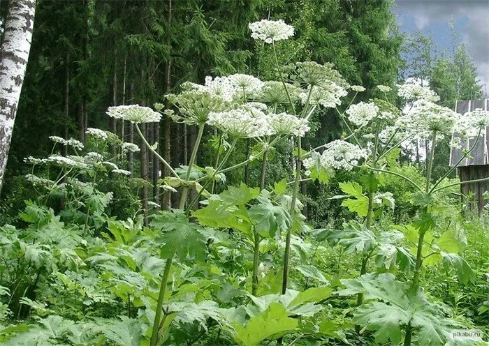1. Борщевик                                                                                                                                                Борщевик Сосновского и борщевик Мантегацци, сильно распространившиеся по всей Европе – настоящие растения-монстры. Достаточно простого попадания на кожу сока этих крупных привлекательных на вид зонтичных растений, как под влиянием процесса фотосенсибилизации (повышения чувствительности кожи к солнечным лучам), на коже образуются длительно незаживающие ожоги. При попадании сока в глаза наступает полная слепота!            